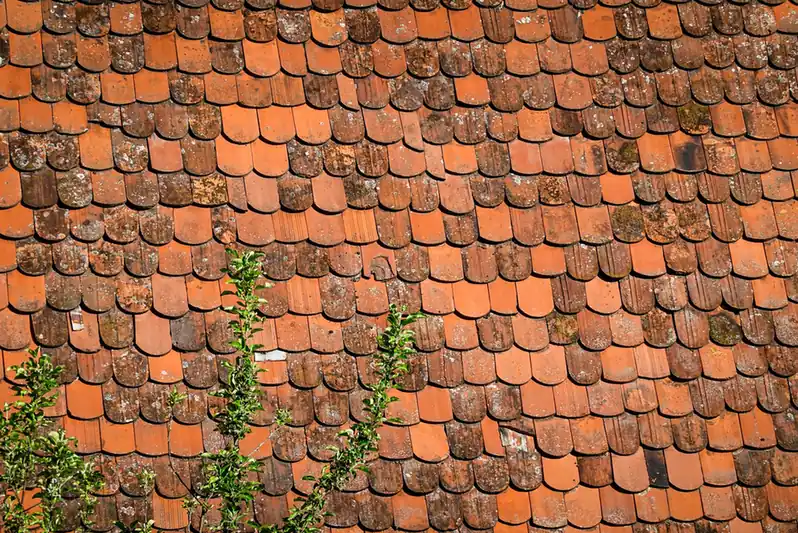Mousses et plantes poussant entre les tuiles d'une toiture